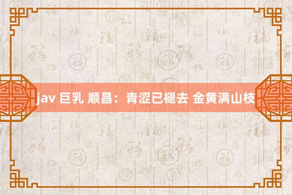 jav 巨乳 顺昌：青涩已褪去 金黄满山枝